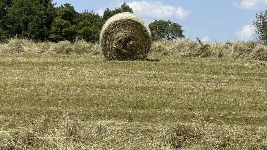 Round hay bales freshly baled in a Plantations Aurora field