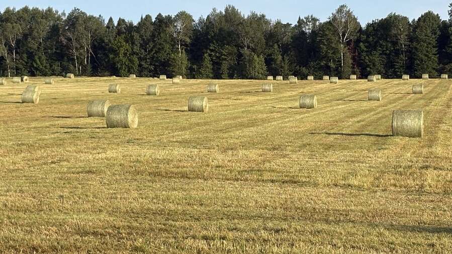 Hay bales staged and loaded on a trailer, ready for wholesale delivery